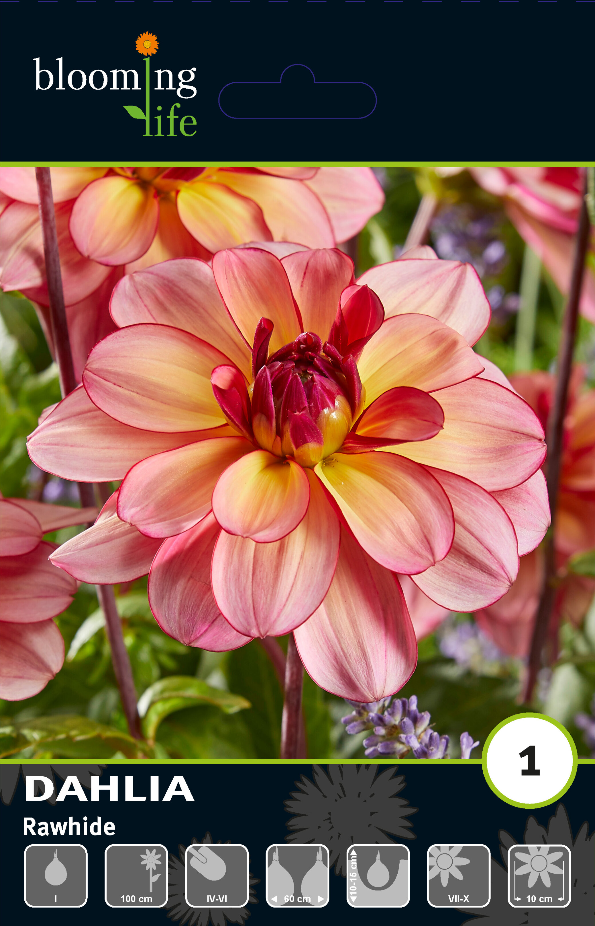 Георгина декоративная Роухайд